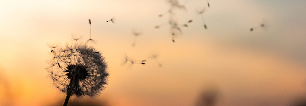 Meditación: Renacer, Nacer, Vivir.